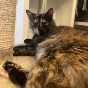 Anticlea -  Domestic Medium Hair Cat for Adoption in Brownsboro, Alabama - Anticlea | PetCurious