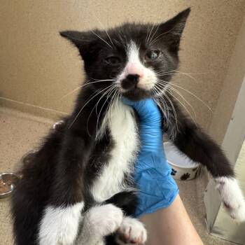 Bianca -  Domestic Short Hair Cat for Adoption in Pekin, Illinois - Bianca | PetCurious