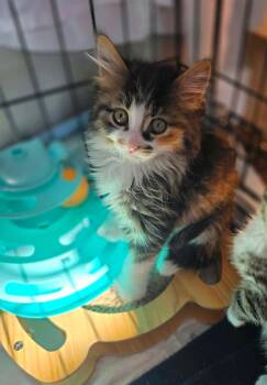 Elsy -  Domestic Long Hair Cat for Adoption in Terrebonne, Quebec - Elsy | PetCurious