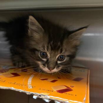 Smudge -  Domestic Long Hair Cat for Adoption in Taos, New Mexico - Smudge | PetCurious