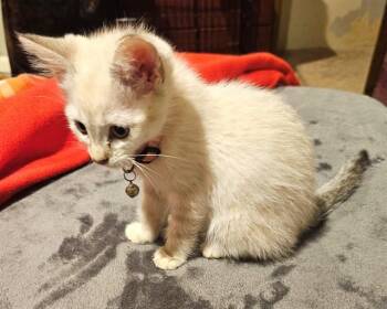 Domestic Short Hair Cats Available for Adoption in Oklahoma City, Oklahoma - SNOW WHITE | PetCurious