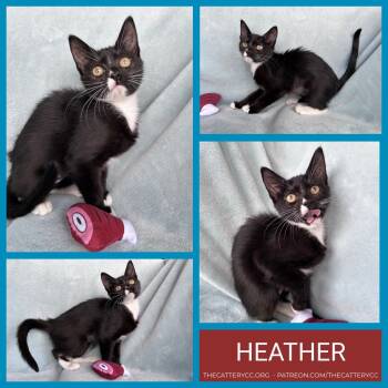 Rescue Domestic Short Hair Cats for Adoption in Corpus Christi, Texas - Heather | PetCurious