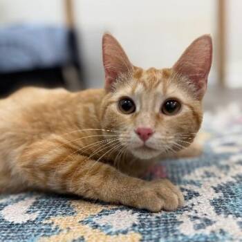 Kimmie Clementine -  Tabby and Domestic Short Hair Cat for Adoption in Friendswood, Texas - Kimmie Clementine | PetCurious