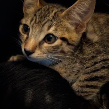 Captain -  Domestic Short Hair Cat for Adoption in Buffalo, New York - Captain | PetCurious