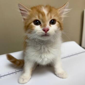 Miss Piggy -  Domestic Long Hair Cat for Adoption in Birmingham, Alabama - Miss Piggy | PetCurious