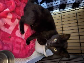 Rescue Domestic Short Hair Cats for Adoption in Evans City, Pennsylvania - Willow | PetCurious