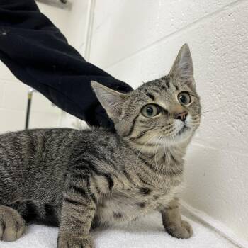 SVAS-Stray-39431 -  Domestic Short Hair Cat for Adoption in Lyndhurst, Virginia - SVAS-Stray-39431 | PetCurious