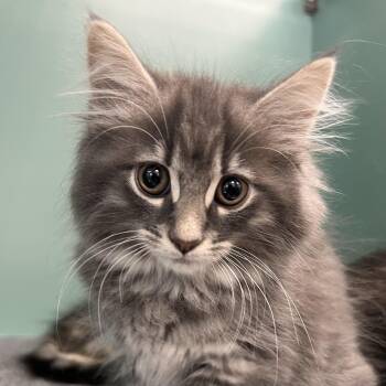 Buttercup -  Domestic Long Hair Cat for Adoption in Pontiac, Michigan - Buttercup | PetCurious