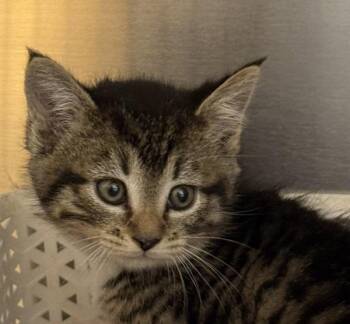 Sean -  Domestic Short Hair Cat for Adoption in Golden, Colorado - Sean | PetCurious