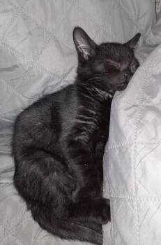 Felix - in foster care -  Domestic Short Hair Cat for Adoption in Mendham Township, New Jersey - Felix - In Foster Care | PetCurious