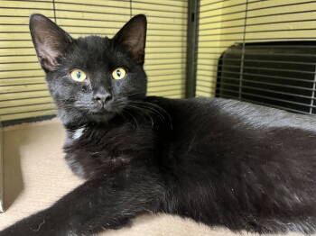 Rescue Domestic Medium Hair Cats for Adoption in Trenton, New Jersey - Ike (TAS #7A) | PetCurious