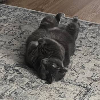 Suca -  Domestic Short Hair Cat for Adoption in Fort Lauderdale, Florida - Suca | PetCurious