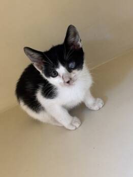 Rescue Domestic Short Hair Cats for Adoption in Chamblee, Georgia - Tide | PetCurious