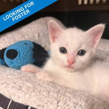 Zero -  Domestic Short Hair Cat for Adoption in Roanoke, Virginia - Zero | PetCurious