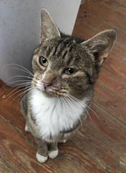 Rescue Domestic Medium Hair Cats for Adoption in Libertyville, Illinois - Roxy | PetCurious