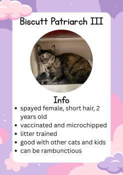 Biscutt -  Domestic Short Hair Cat Available for Adoption in Greensburg, Indiana - Biscutt | PetCurious