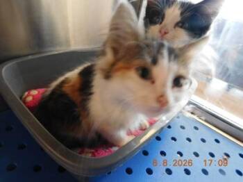 Greece -  Domestic Medium Hair and Domestic Short Hair Cat for Adoption in North Richland Hills, Texas - Greece | PetCurious