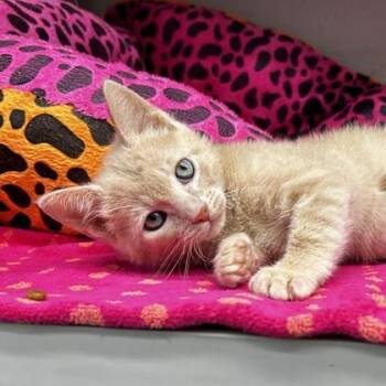 Domestic Short Hair Cats Available for Adoption in Atlanta, Georgia - Biscuit | PetCurious