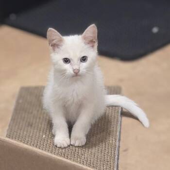 Sugar -  Domestic Short Hair Cat for Adoption in Seneca, South Carolina - Sugar | PetCurious