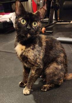 Mablean -  Domestic Short Hair Cat for Adoption in Seven Valleys, Pennsylvania - Mablean | PetCurious
