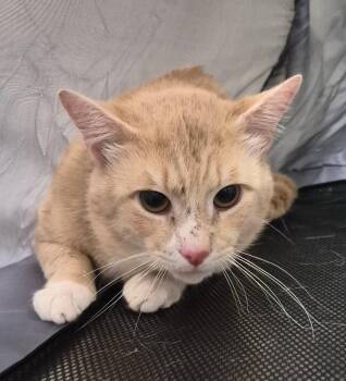 Prince -  Domestic Short Hair Cat for Adoption in Christiansburg, Virginia - Prince | PetCurious