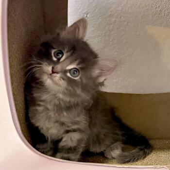 Domestic Short Hair Cats Available for Adoption in Austin, Texas - Rawrsberry Jelly Donut 2 | PetCurious