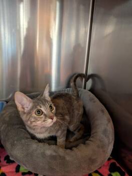 Victoria -  Domestic Medium Hair Cat for Adoption in Tucson, Arizona - Victoria | PetCurious