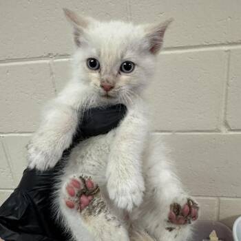 Rascal -  Domestic Short Hair Cat Available for Adoption in Reno, Nevada - Rascal | PetCurious