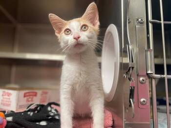DENNIS -  Domestic Short Hair Cat for Adoption in Fort Wayne, Indiana - DENNIS | PetCurious