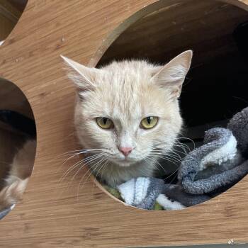 Ginger -  Domestic Short Hair and Mixed Breed Cat for Adoption in West Des Moines, Iowa - Ginger | PetCurious