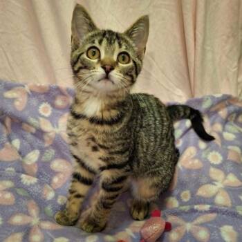 Chickaree -  Domestic Short Hair Cat for Adoption in Watertown, Wisconsin - Chickaree | PetCurious