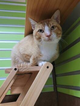 GROMIT -  Domestic Short Hair Cat for Adoption in St. Peters, Missouri - GROMIT | PetCurious