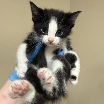 Maxine -  Domestic Short Hair Cat Available for Adoption in Birmingham, Alabama - Maxine | PetCurious