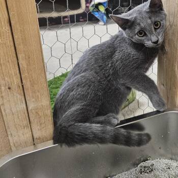Thistle -  Domestic Short Hair Cat for Adoption in Richmond, Virginia - Thistle | PetCurious