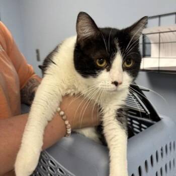 Domestic Short Hair Cats Available for Adoption in Saint Joseph, Missouri - Despenser | PetCurious