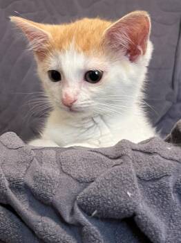 Cinnamon Roll -  Domestic Short Hair Cat for Adoption in Arthur, Ontario - Cinnamon Roll | PetCurious