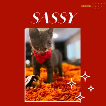 Rescue American Shorthair Cats for Adoption in Elk Grove, California - Sassy | PetCurious