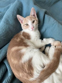 Rescue Domestic Short Hair Cats for Adoption in Alexandria, Virginia - Pattypan - KITTEN In Foster | PetCurious