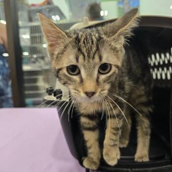 Loo -  Domestic Short Hair Cat for Adoption in Williston, Florida - Loo | PetCurious