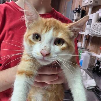 Champion -  Domestic Short Hair Cat for Adoption in Leander, Texas - Champion | PetCurious