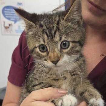 Tanx -  Domestic Short Hair Cat for Adoption in Voorhees Township, New Jersey - Tanx | PetCurious