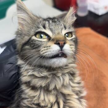 Hamm -  Domestic Medium Hair Cat for Adoption in Lakewood, Colorado - Hamm | PetCurious