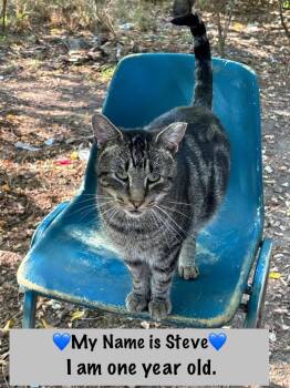 Rescue Tabby Cats for Adoption in Copley, Ohio - Steve | PetCurious