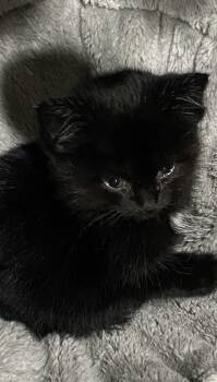 Bouba -  American Shorthair Cat for Adoption in Fredericksburg, Ohio - Bouba | PetCurious
