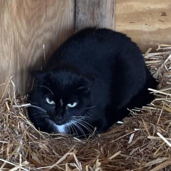 Domestic Short Hair Cats Available for Adoption in Waynesboro, Pennsylvania - Sarah | PetCurious