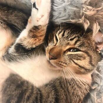 Olive -  Domestic Short Hair Cat Available for Adoption in Cumming, Georgia - Olive | PetCurious