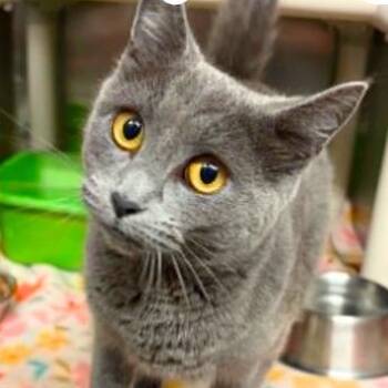 Raspberry -  Domestic Short Hair Cat for Adoption in Concord, North Carolina - Raspberry | PetCurious