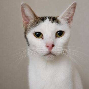 Mixtape -  Domestic Short Hair Cat for Adoption in Austin, Texas - Mixtape | PetCurious