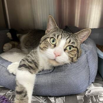 Luke -  American Shorthair Cat for Adoption in North Kingstown, Rhode Island - Luke | PetCurious
