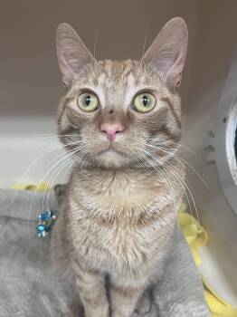 Domestic Short Hair Cats Available for Adoption in Rockaway, New Jersey - Chester Cheeto RM | PetCurious